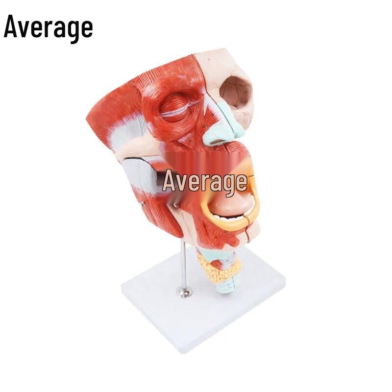 Human Head & Neck Anatomy Model