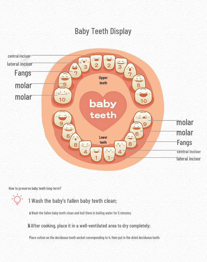 Cross-border Wooden Lanugo Baby Teeth Storage Box - English & Japanese Design