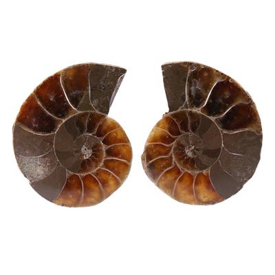 2Pcs Ammonite  Specimen   Madagascar Natural Stones and Minerals(2CM)