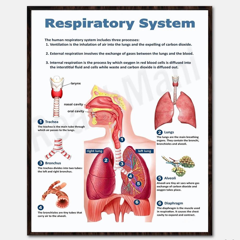 [Print Painting] Unframed Biology Posters - Human Anatomy, Vital Organs One Size