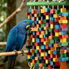 Hookbill Chewing Accessory Natural Wooden Bird Stand Featuring Various Colored Factors And Cables For Medium Large Hookbills