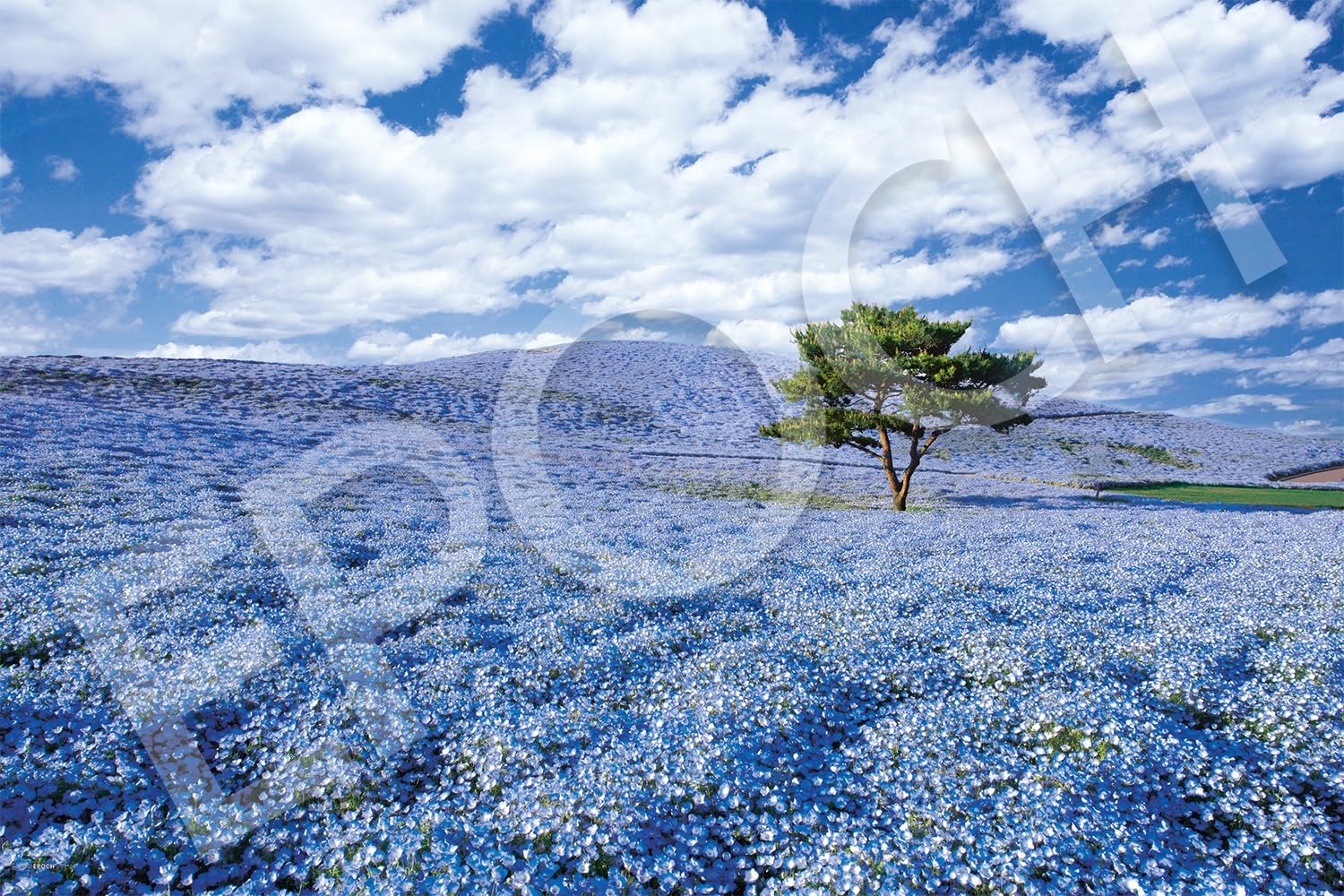 

Epoch jigsaw Nemophila Blooming Hill Ibaraki includes a and a score 1000-piece puzzle, - (50x75cm) 09-036s, adhesive, spatula, ticket.