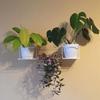 Metal Hanger for 3 Plants, Wall Decoration for Plants, Modern Flower Holder, Jungle 2 White