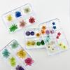 6-Grid Natural Dried Flowers for Nail Art - Japanese Style Sunflower & Baby's Breath DIY Decorations