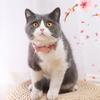 Decorative Cat Neck Strap Cartoon Cat Fish Necklace Pet Accessories Cat Fish Collar  Photograph