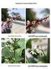 Motor Weisen HD Mobile Macro Lens for Jewelry, Flowers, Nail Art, and Eyelash Photography