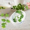 Herb Stripper Bowl Ceramic Kitchen Tool Ergonomic Leaf Separator for Separating Leaves and Stem