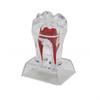With Base Decomposable Dental Teeth Model Separable Tooth Root Structure Model  Oral Treatment