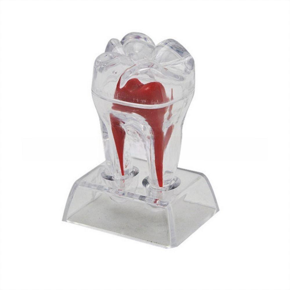 With Base Decomposable Dental Teeth Model Separable Tooth Root Structure Model  Oral Treatment