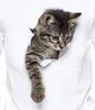 Aspersio Short Sleeve Cat Print Relaxed Crew Neck Short Sleeve Cut and Smooth White Shirt, Fit, One-Point T-Shirt, Tee, Cute, Natural, Sewn, Cute,