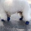Waterproof Dog Socks For Medium Dogs Pet Dog Socks Pet Outdoor Shoes Non-slip