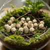 20 Pcs Small Mini Realistic Skeleton Skulls Halloween Craft Props for Garden Bonsai Home Haunted House Decor