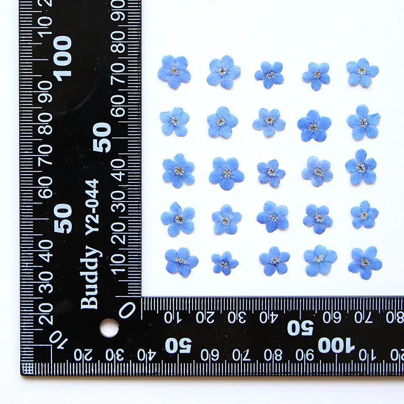 111Pcs Forget-Me-Not Flowers, Dried Flowers, Pressed Flowers, Handmade Photo Frames, Resin Ornaments, Bookmarks