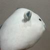 Momora Mora Plush Toy Assorted Ver. Final Fantasy XIV Taito Lim...
