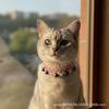 Sweet Cat Dog Necklace With Imitation Pearl Beads Adjustable Pet Collar Charm Girls Princess Style
