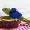 Winddichter Bartagamen Hoodie Einfarbige Haustier Mantel Jacke Echsen Geschirr Weste Kleintier