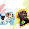 Colorful Interactive Pet Toy Balls, Bio-based Degradable Small Dog and Large Dog Elastic Balls