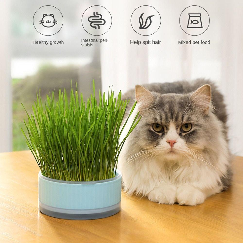 

Креативний лоток для проростання круглої форми. Горщик для пророщування синій