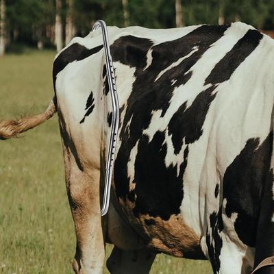 Zariadenie proti kopnutiu Nástroj Odolný proti opotrebovaniu Ľahký na dojenie mliečnej farmy