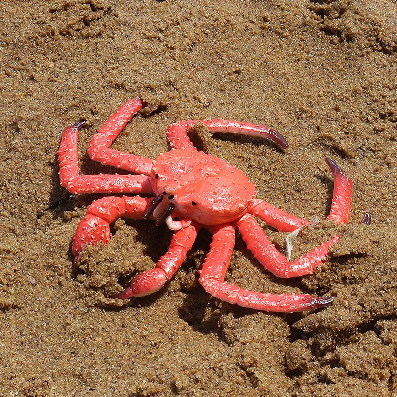 Oenux Simulation Ocean Sea Life Animals Model Lovely Crab Action Figures Toy Cake Toppers Collection Jouet Kids Education Gift