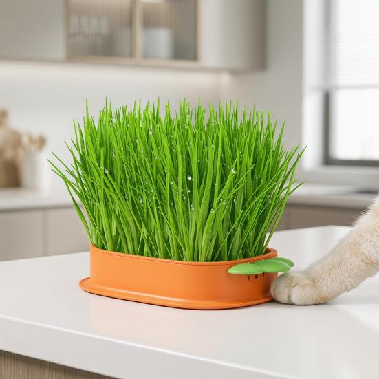 Hydroponic Cat Grass Growing Kit for Indoor Cats Soil Free Wheatgrass Planter with 5 Pack Seeds for Hairball Control
