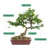 M METERXITY Bonsai Tools - 8.3 Stainless Steel Scissors Plant Modeling Suitable Grow Room Shaping Pruning (210mm Silver)