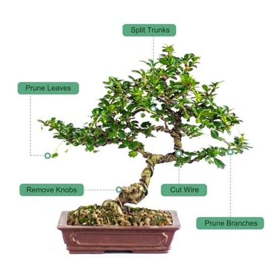 M METERXITY Bonsai Tools - 8.3 Stainless Steel Scissors Plant Modeling Suitable Grow Room Shaping Pruning (210mm Silver)