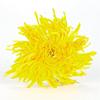 Organic Yellow Chrysanthemum Tea Big Blooming Flower Dry Herbal Health Drink
