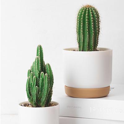 Świeża Dekoracja Okrągłego Stołu Automatyczne Wchłanianie Wody z Tacami Doniczka Sadzonka Kwiatów Doniczka na Sukulenty Artykuły Ogrodowe