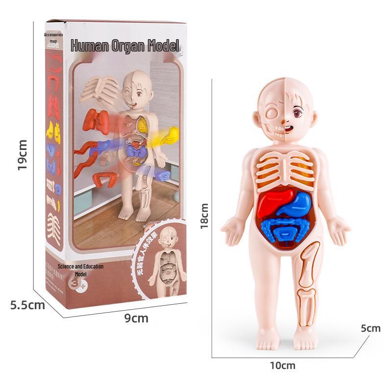 

Научная модель сборки органов человека для детей: Раннее образование и исследование скелета