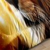 African Lion European Fat Quilt Three-piece Quilt Cover Set