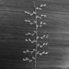 Crystl Bed String DIY Photo Props for Festivl Thnksgiving Decor