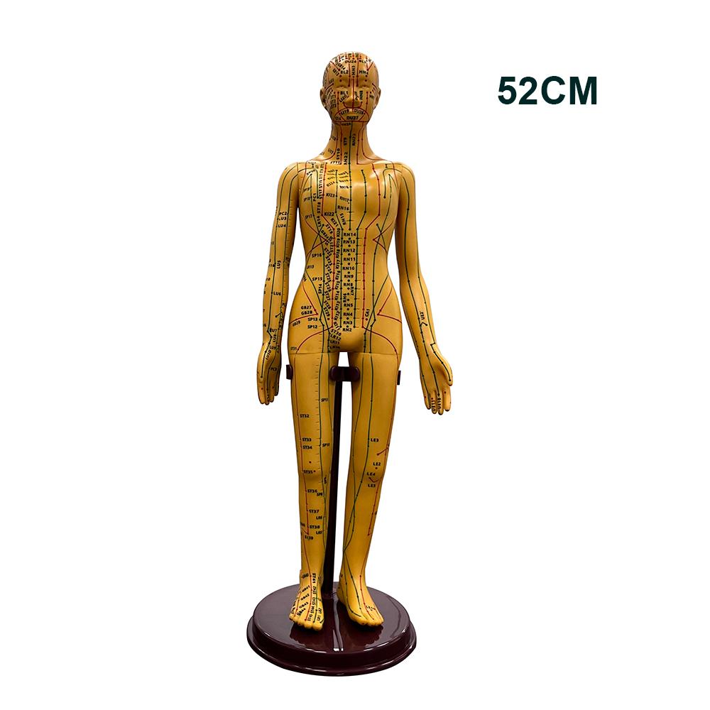 Acupuncture Model 52CM Female Male Body