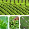 2023 Phoenix Dancong Oolong Tea Wudong Carbon Fire Fragrance Dancong Oolong Loose Leaf Tea 500g