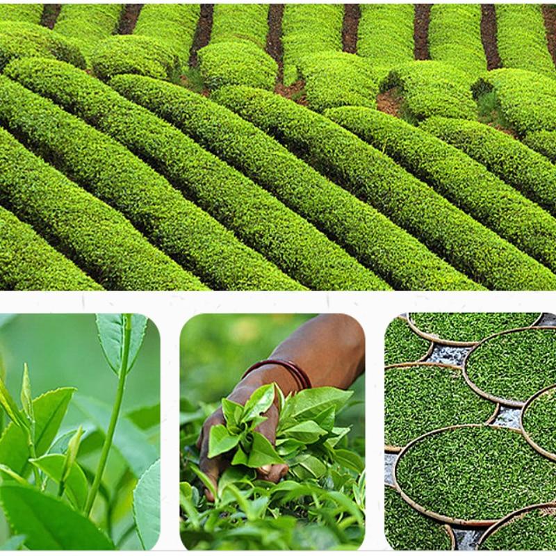 2023 Phoenix Dancong Oolong Tea Wudong Carbon Fire Fragrance Dancong Oolong Loose Leaf Tea 500g