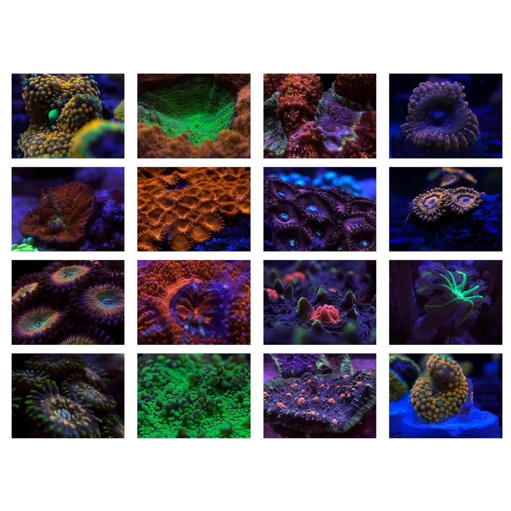 37mm 6 In 1 Aquarium Lens Fish Tank Phone Camera Lens Filter Macro Lens Yellow Lens Filter Coral Reef Aquarium Universal