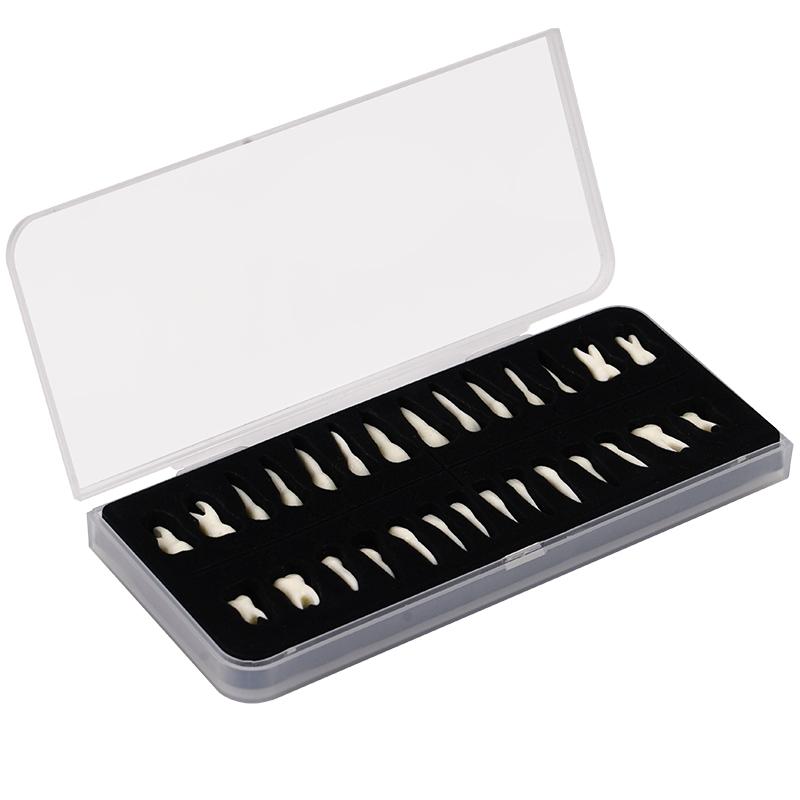 28Pcs Dental Permanent Teeth Model Simulation 1: 1 Isolated Tooth Model with Root Standard Adult Anatomical Teaching Mold A
