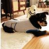 Breathable Dog Sterilization Clothes Soft Pet Anti-Licking Suit Dog Overalls  Daily Wear