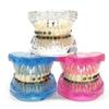 Dental Orthodontic Teeth Tooth Model 4 Kinds Brackets Ceramic and Metal Brackets for Patient Communication Dental Study Model