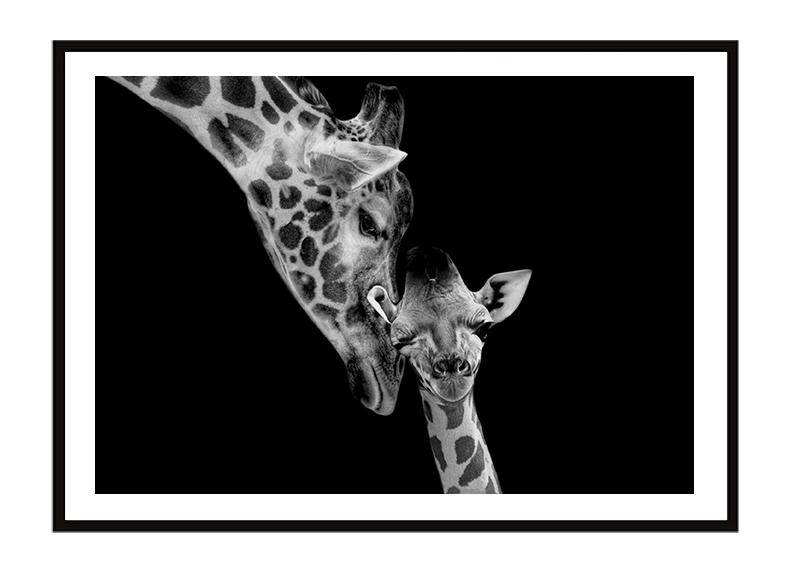 Obraz plakat w ramie 33x43 cm żyrafy p2256
