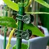 Orchid Support Clips Plastic Garden Plant Growing Fixed Clip Flower Stems Tied Bundle Branch Tomato Grape Vine Climbing Tools