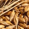 200g Roasted Barley Tea Natural Herbal Tea Da Mai Cha