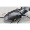 BACALYSO | Nirvana European Stag Beetle Figure, Coleoptera, Lucanidae, Genus Lucanidae, Refrigerator Ornament, Magnetic, Realistic, Adult, Illustrated
