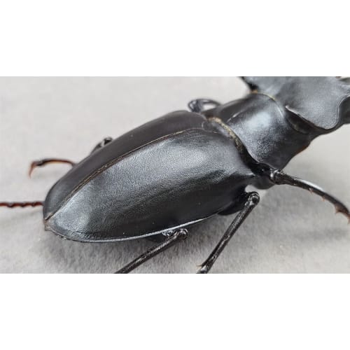 BACALYSO | Nirvana European Stag Beetle Figure, Coleoptera, Lucanidae, Genus Lucanidae, Refrigerator Ornament, Magnetic, Realistic, Adult, Illustrated