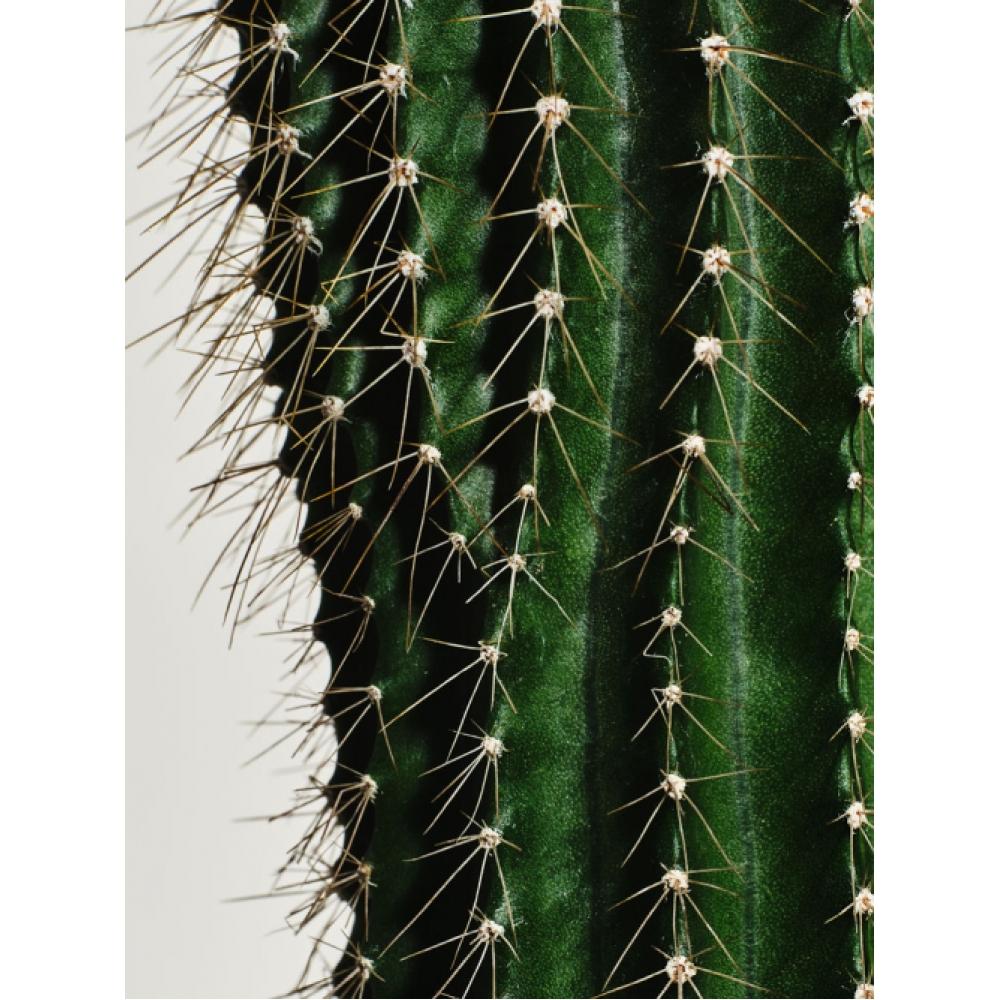 A Prep centenniAl bAlAncing Toner