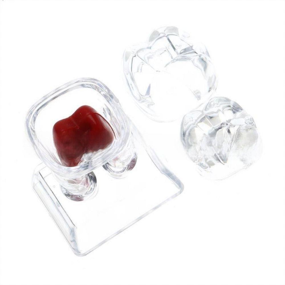 With Base Decomposable Dental Teeth Model Separable Detachable Tooth Disintegration Ornaments Transparent Single Tooth
