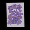 Pressed Dried Flowers Natural Dried Flowers for Candle and Soap Making Mini Dried Flower Bouquet for DIY Decorations