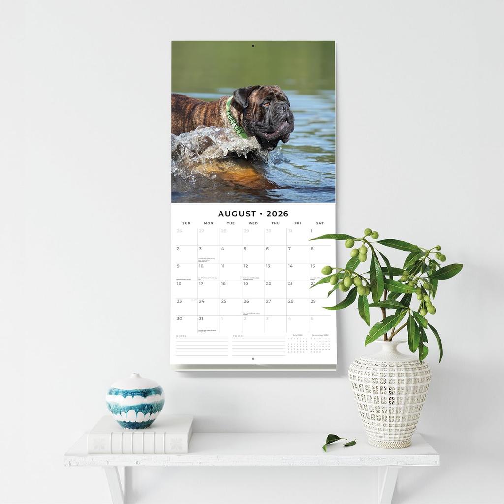 Red Robin 2026 Bullmastiffs Monthly Wall Calendar | 12" x 24" Open | Premium Thick & Sturdy Paper | Hangable 12 Month Calendar | Lined Notes & To Do