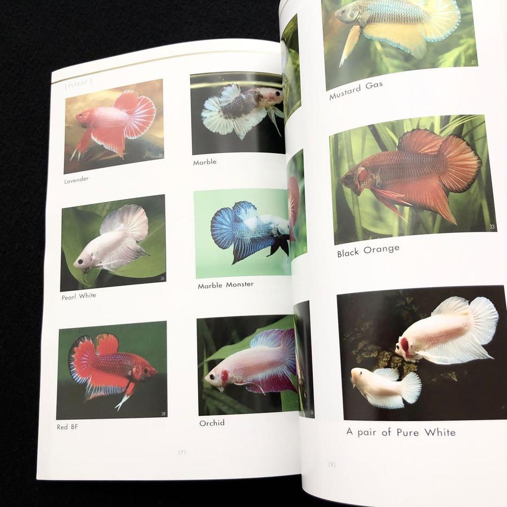 [USED] Freshwater Tropical Fish Betta Photo Collection "AMAZING THAI BETTA" Show Betta