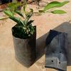 100Pcs PE Plastic Planting Bag Seedling Bag  for Garden Orchard Tree Transplanting